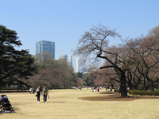 Shinjuku Gyoen National Garden - Cherry blossoms