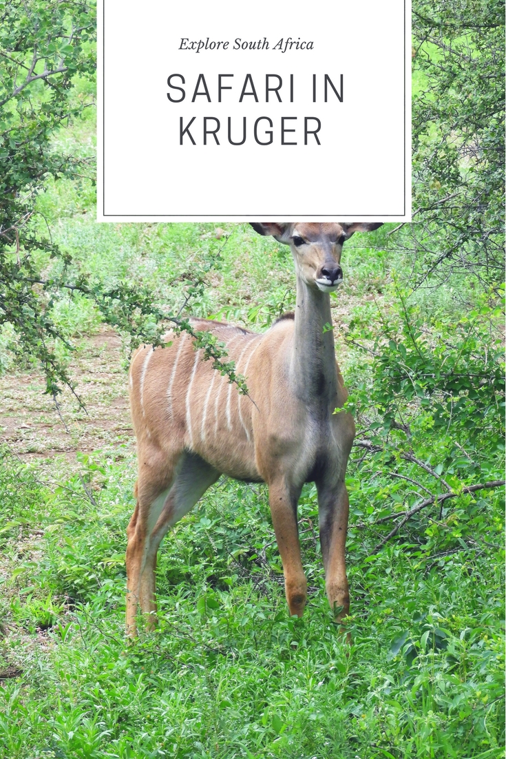 Pinterest_kruger