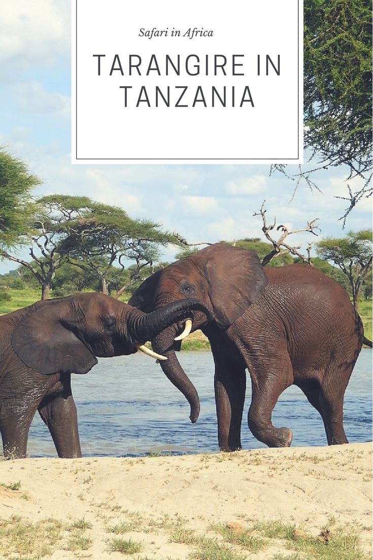 Safari in Tarangire park in Tanzania
