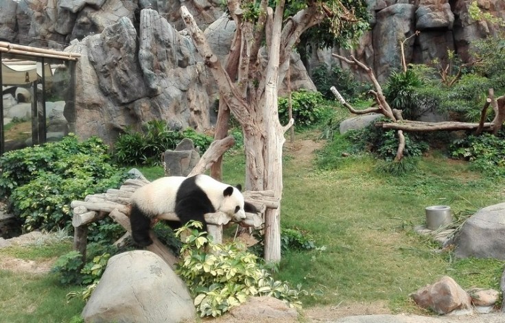 Giant Pandas in Ocean Park, Hong Kong