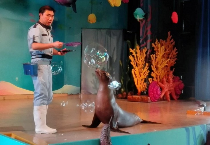 Show with Sea Lions at Ocean Park, Hong Kong