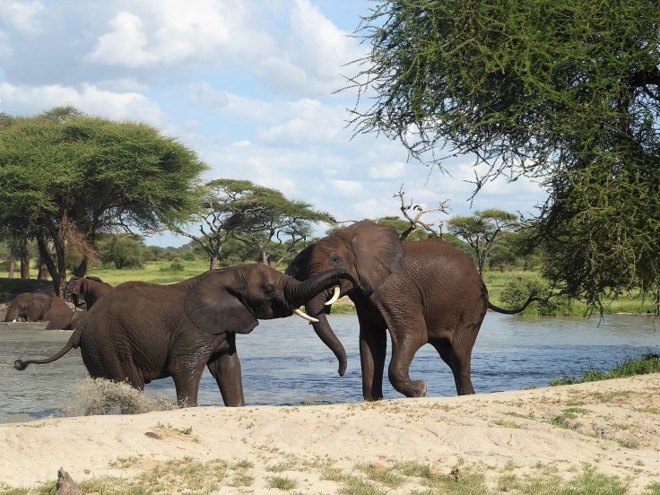 Elephants playing at a watering hole in Tanzania