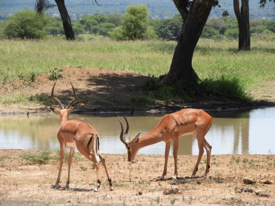 Tanzania - Tarangire