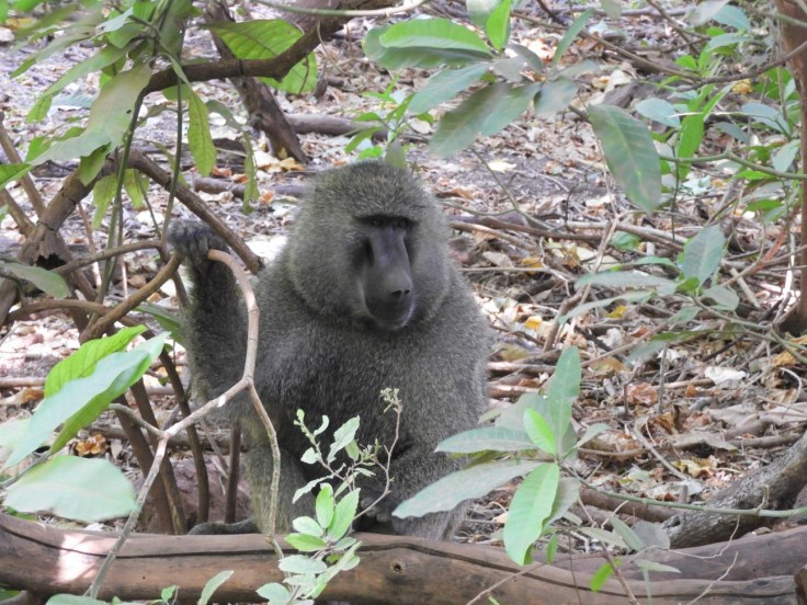 Baboon at Lake Manyara national park