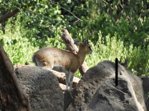 Lake Manyara national park