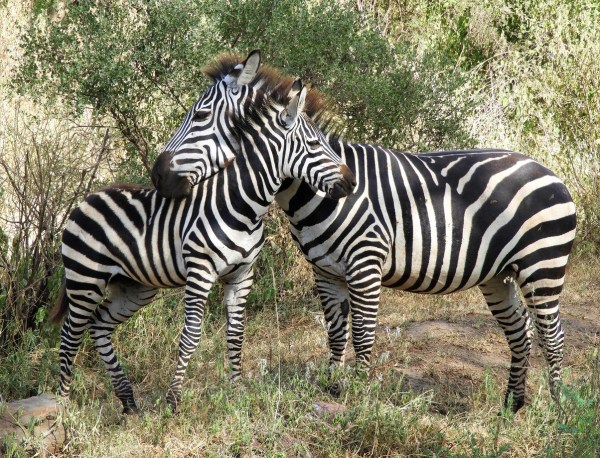 Best of Tanzania in 8 days