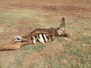 Walking safari at Lake Manyara national park