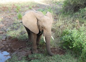Lake Manyara national park