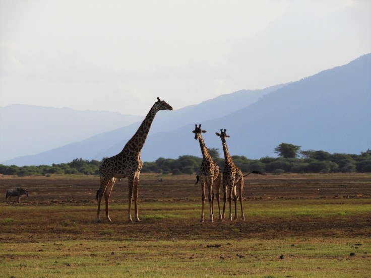 Giraffes at Lake Manyara