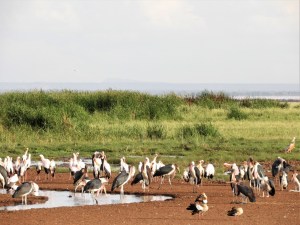 Lake Manyara national park