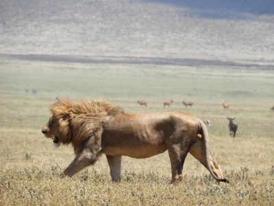 Lion in Ngorongoro