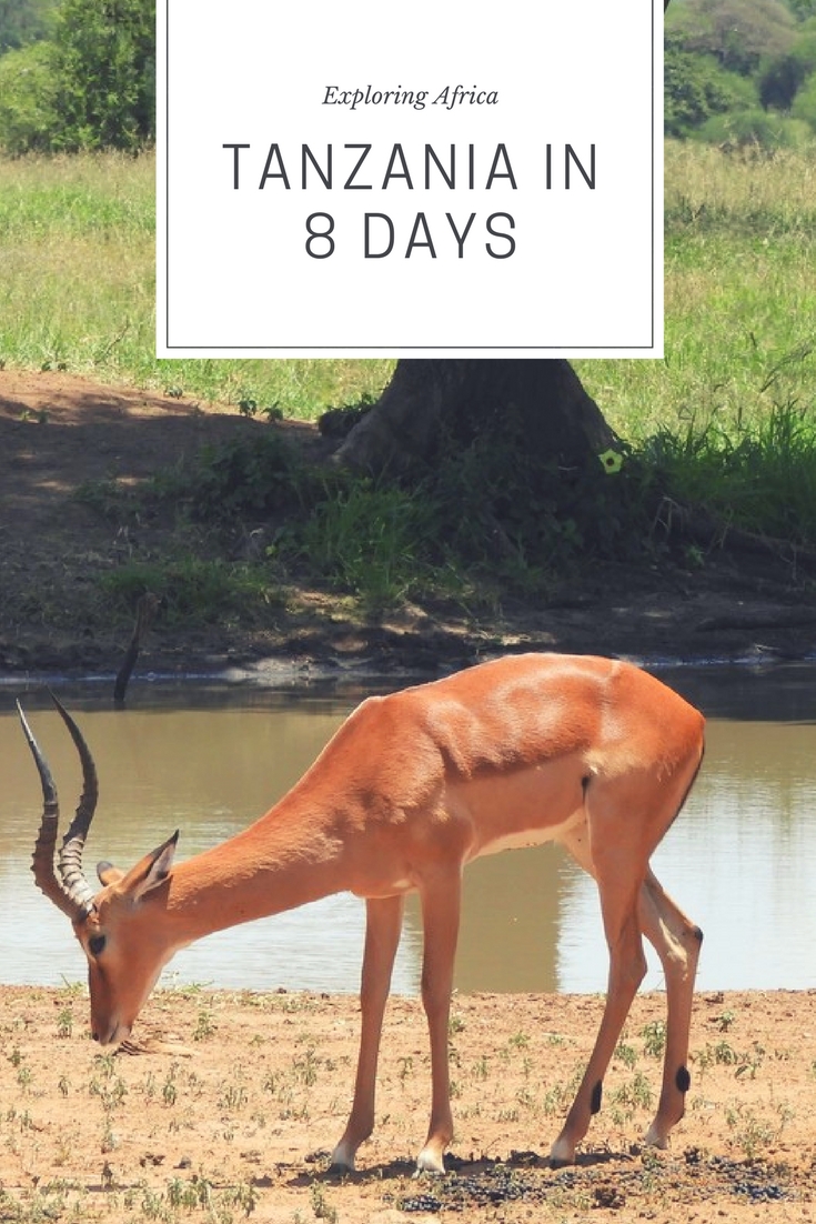 Tanzania safari & Zanzibar