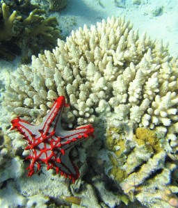 Snorkeling in Paje, Zanzibar