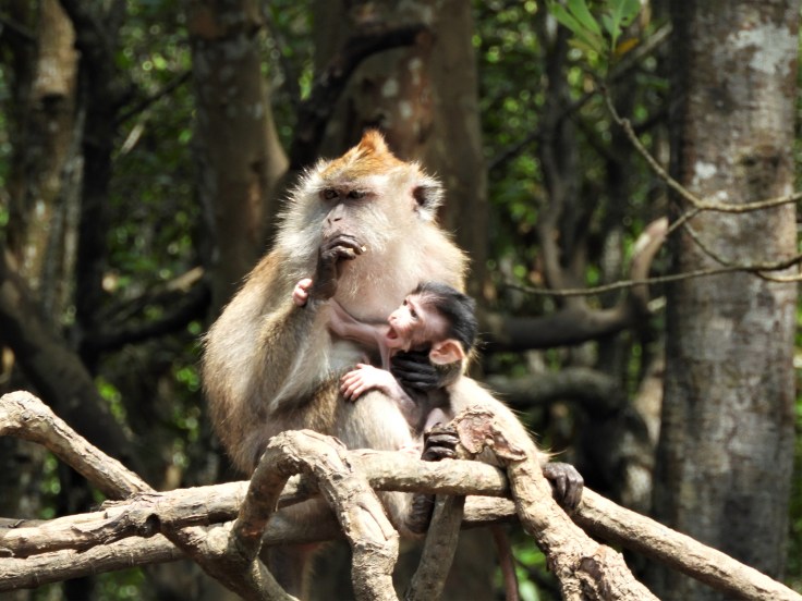 Monkeys in Langkawi Kilim Geopark