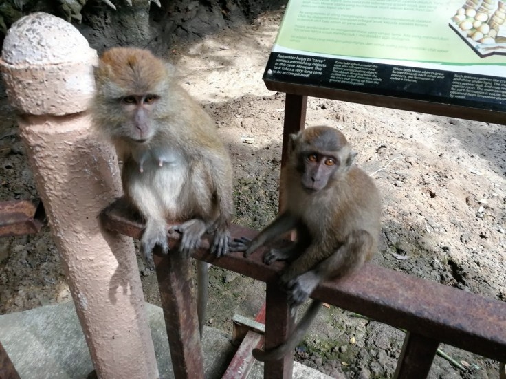 Kilim Geoforest park - Langkawi