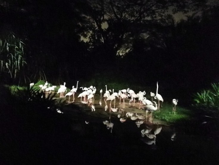 Singapore Night Safari